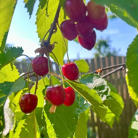 Solar - House With Private Garden * Пярну