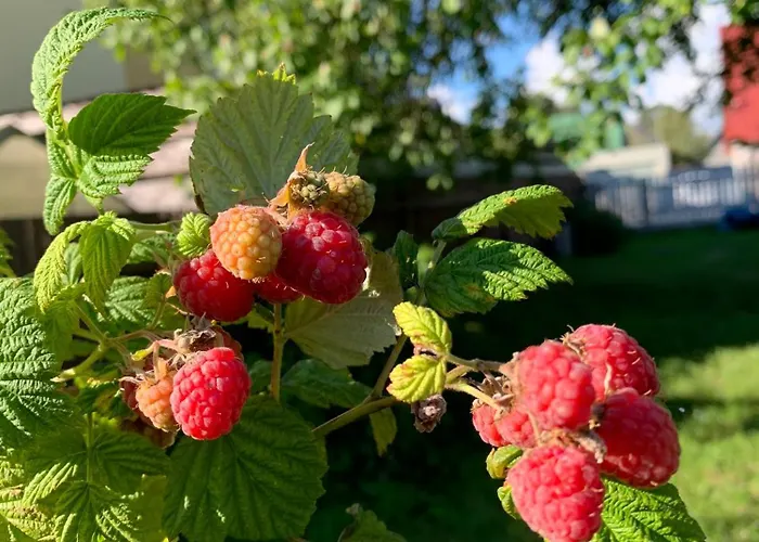 Solar - House With Private Garden Апартаменты Пярну