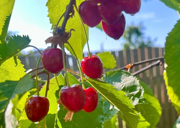 Solar - House With Private Garden * Пярну